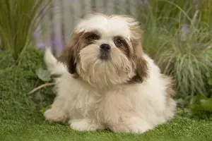 Tzus: Shih Tzu Dog puppy