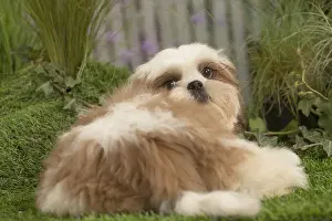 Tzus: Shih Tzu Dog puppy