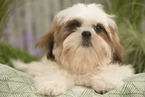 Cushions: Shih Tzu Dog puppy