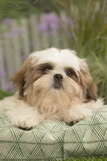 Cushions: Shih Tzu Dog puppy