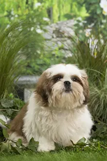 Tzus: Shih Tzu Dog puppy