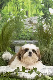 Tzus: Shih Tzu Dog puppy