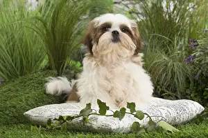 Tzus: Shih Tzu Dog puppy