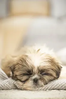 Miserable: Shih Tzu Dog, puppy