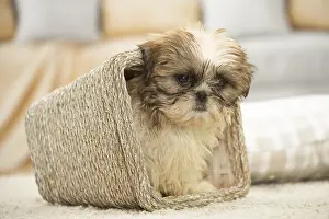 Tzus: Shih Tzu Dog, puppy