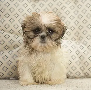 080917: Shih Tzu Dog, puppy
