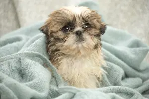 080917: Shih Tzu Dog, puppy