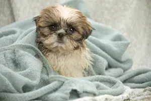080917: Shih Tzu Dog, puppy