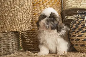 Tzus: Shih Tzu Dog puppy