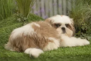Tzus: Shih Tzu Dog puppy