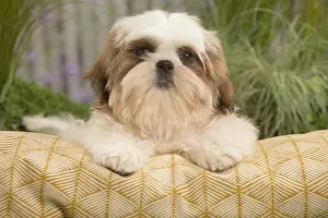 Cushions: Shih Tzu Dog puppy