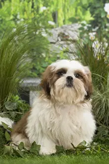 Tzus: Shih Tzu Dog puppy