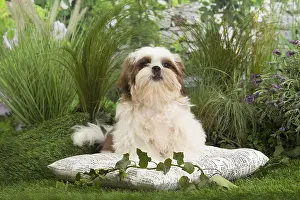 Shih: Shih Tzu Dog puppy