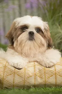 Utility: Shih Tzu Dog puppy