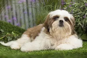 Utility: Shih Tzu Dog puppy
