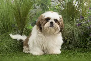 Utility: Shih Tzu Dog puppy