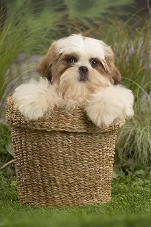Tzus: Shih Tzu Dog puppy in basket