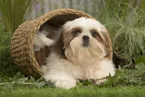 Tzus: Shih Tzu Dog puppy in basket
