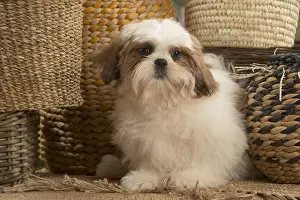 Tzus: Shih Tzu Dog puppy with baskets
