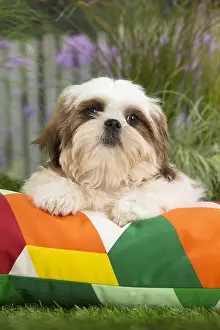 Cushions: Shih Tzu Dog puppy on cushion
