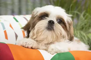 Cushions: Shih Tzu Dog puppy on cushion
