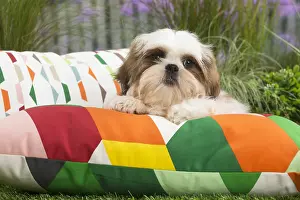 Cushions: Shih Tzu Dog puppy on cushion