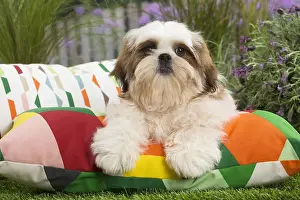 Cushions: Shih Tzu Dog puppy on cushion