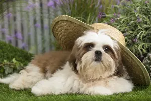 Tzus: Shih Tzu Dog puppy with straw hat