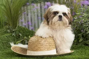 Tzus: Shih Tzu Dog puppy with straw hat