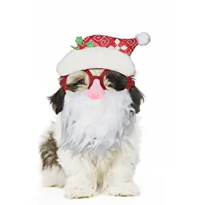 Beards: Shih Tzu Dog, puppy wearing Father Christmas glasses