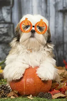 280219: Shih Tzu Dog, puppy wearing pumpkin glasses