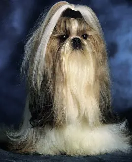 Ribbons: Shih-Tzu DOG - with ribbon in hair