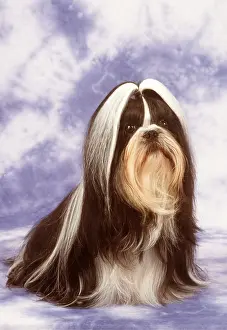 Utility: Shih-tzu DOG - sitting