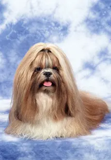 Utility: SHIH-TZU DOG - sitting