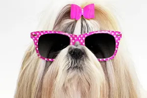 Everyday: Shih Tzu Dog wearing sunglasses with pink bow