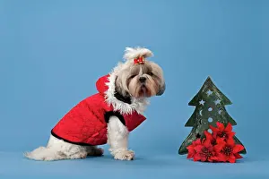 Bows: Shih Tzu, female, with dog clothing and Christmas