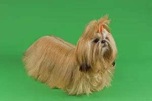 Bows: Shih Tzu female, prepared for an exhibition