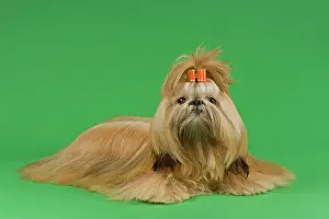 Exhibition: Shih Tzu, female, prepared for exhibition