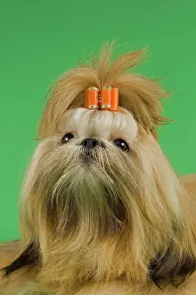 Ideal: Shih Tzu female, prepared for an exhibition