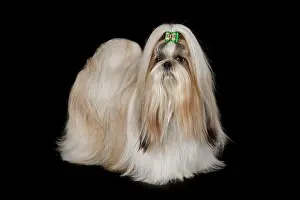 Bows: Shih Tzu, female, prepared for an exhibition Shih-Tzu