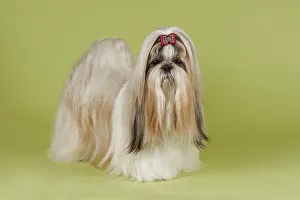 Shows: Shih Tzu female, prepared for an exhibition Shih-Tzu
