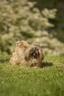 Lawns: Shih Tzu in a garden