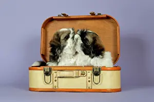 Luggage: Two Shih Tzu puppies, 10 weeks, gold white, in a