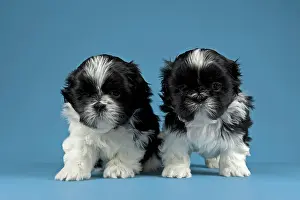 Bicolour: Two Shih Tzu puppies, 4 weeks, black and white