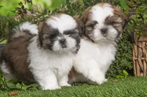 Shih: Two Shih Tzu puppies outdoors in the garden