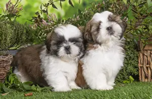 Shih: Two Shih Tzu puppies outdoors in the garden