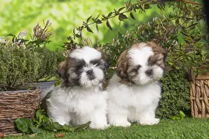Shih: Two Shih Tzu puppies outdoors in the garden