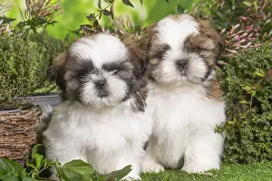 Shih: Two Shih Tzu puppies outdoors in the garden