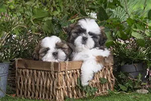 Shih: Two Shih Tzu puppies outdoors in the garden