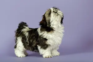 Welpe: Shih Tzu puppy, 10 weeks, Gold White Shih Tzu Welpe